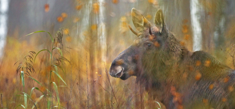 Estonia Wildlife