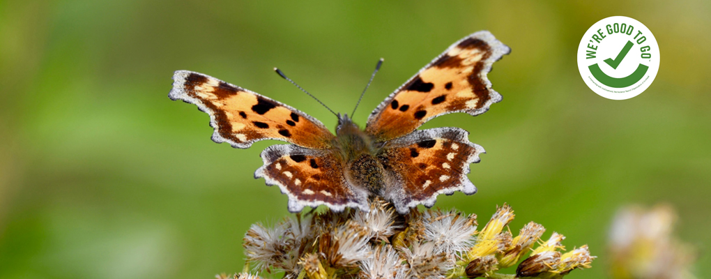 Comma Butterfly