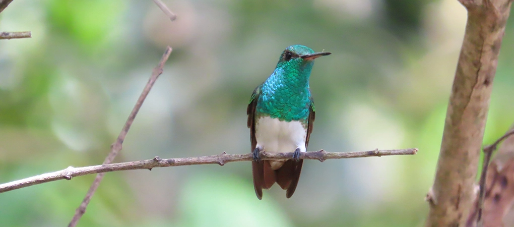 Hummingbird Costa Rica