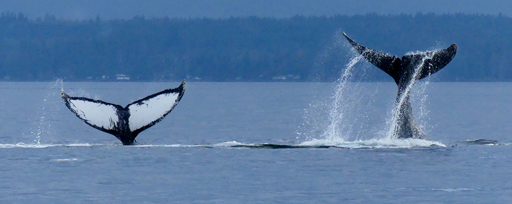 Humpback Whales, BC
