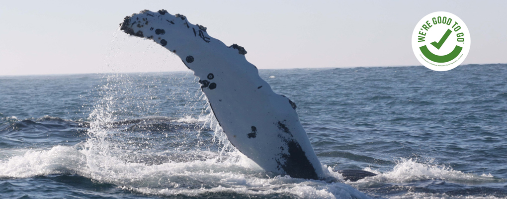 Humpback Whale