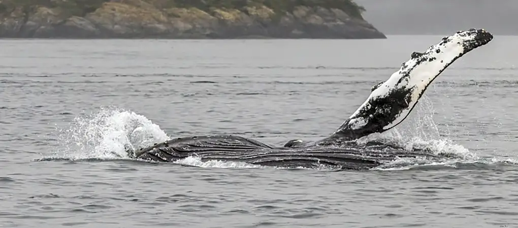 Humpback Whale