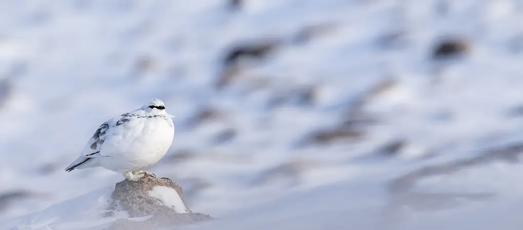 Ptarmigan