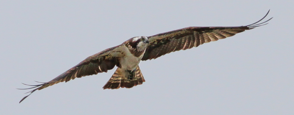 Raptors of the Highlands