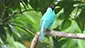 Green Honeycreeper