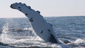 Humpback Whales around the world