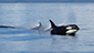 Orca Breaching in Water