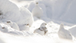 Highland grouse species, Ptarmigan