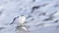 Ptarmigan in Snow
