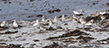 Lots of Sanderling birds paddling on the waters edge in the sea