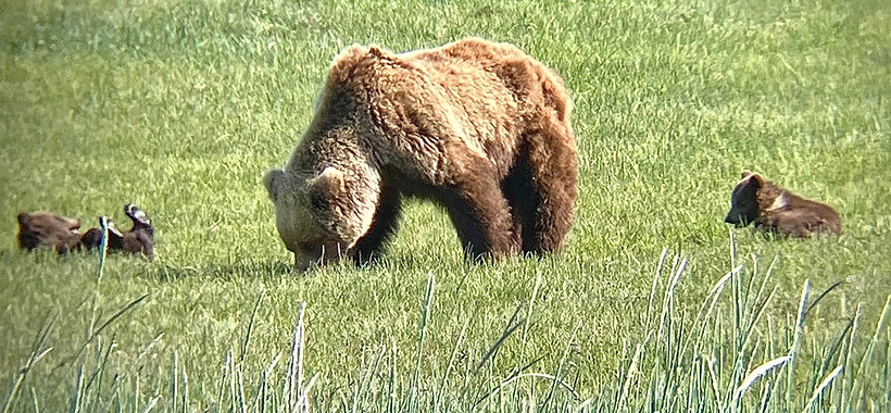 A large Brown Bear feeds in a field of grass with two young cubs next to her